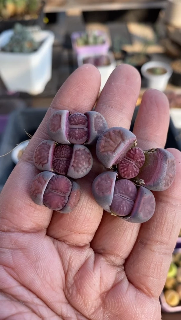 【闪购商品】5871直播一物一拍