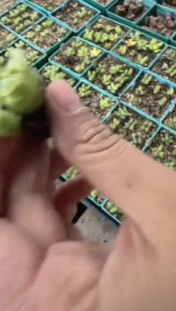 d****r281多肉植物肉锥