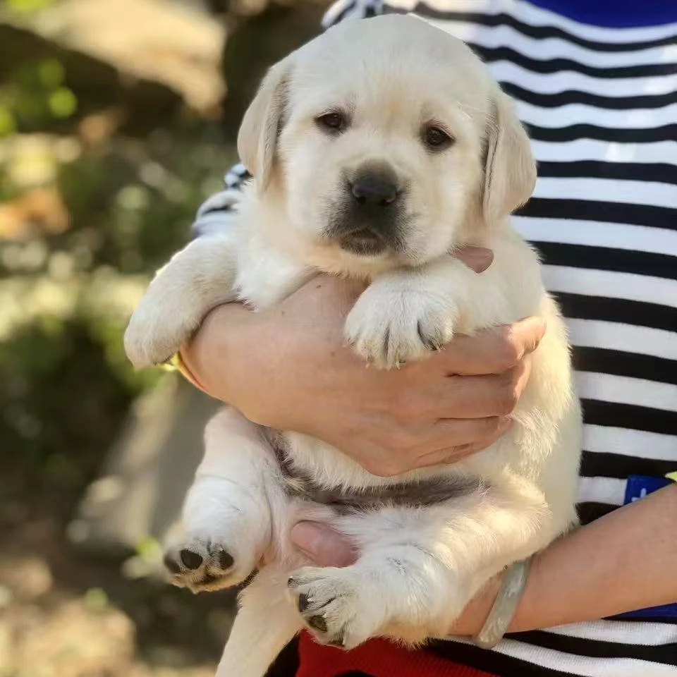 老张家双血统拉布拉多幼犬活体