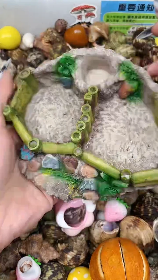 陌派甄选寄居蟹4712