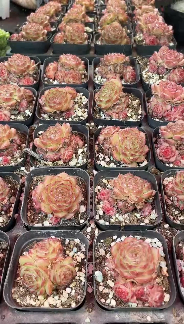 闪购2257 夜琉璃多肉一颗