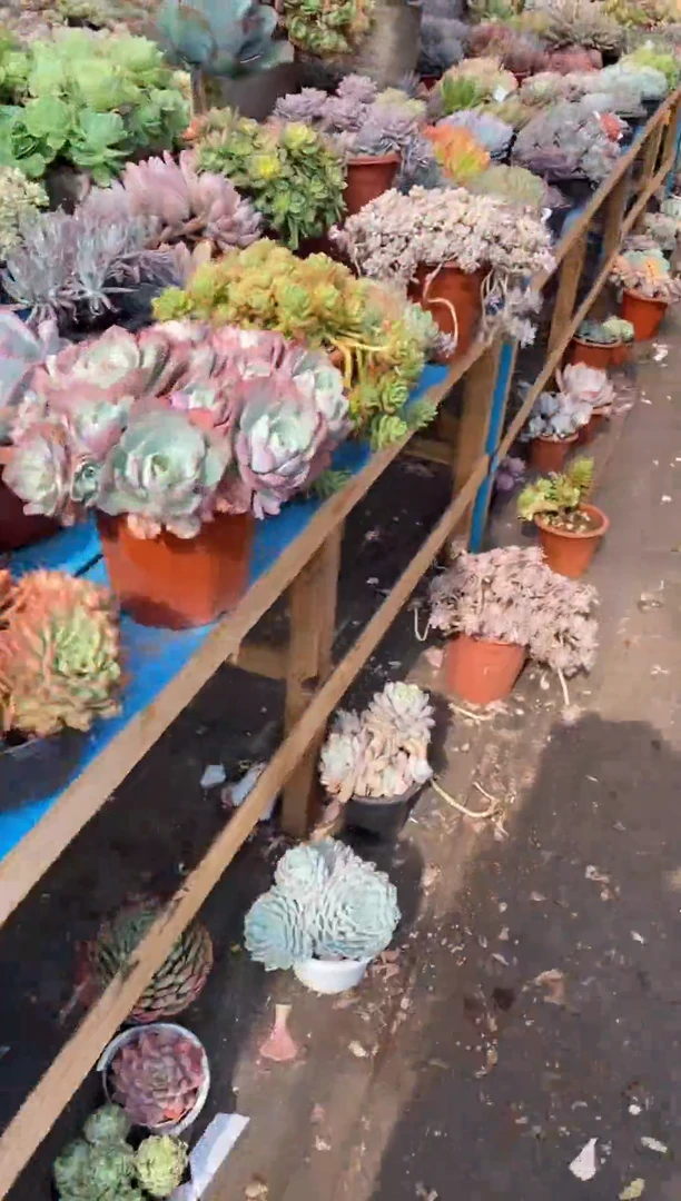 【闪购商品】0327草莓慕斯