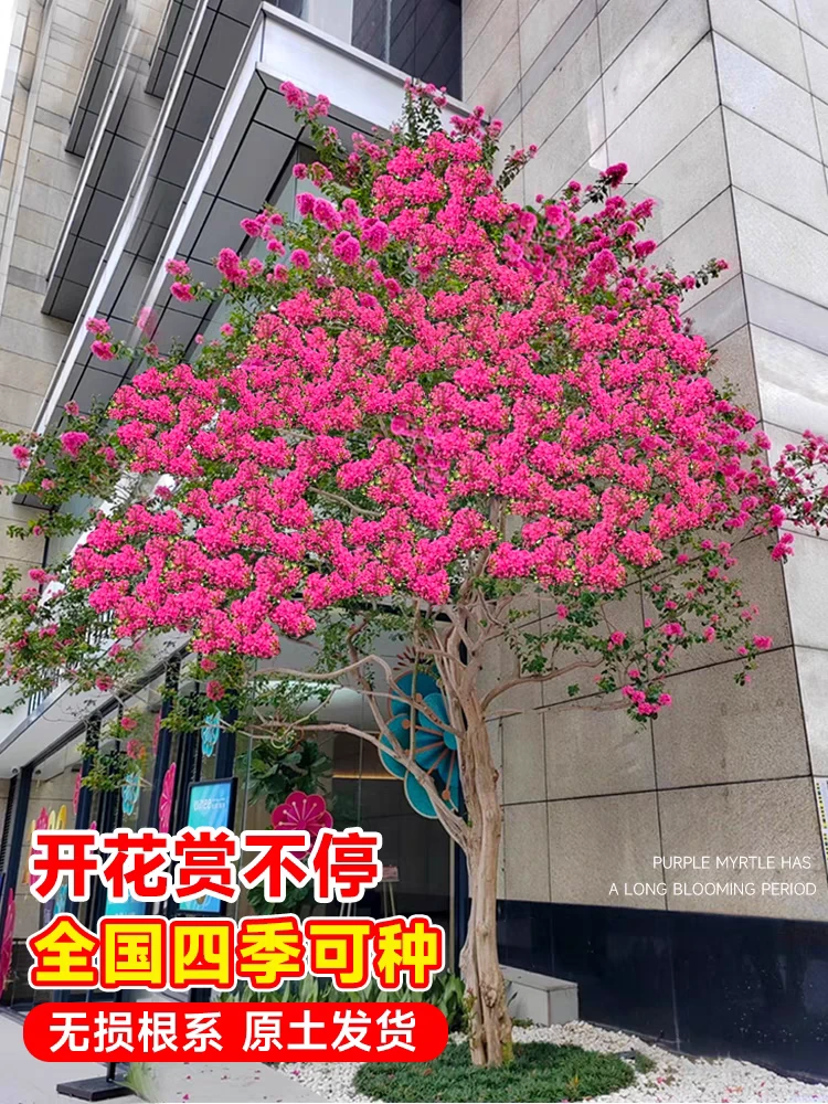 [正宗川红老紫薇] 庭院盆栽原生川红紫薇耐寒耐热耐晒紫薇花树