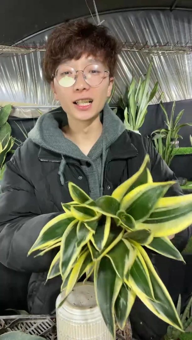 【闪购商品】荷花兰仔裸根4棵9.9