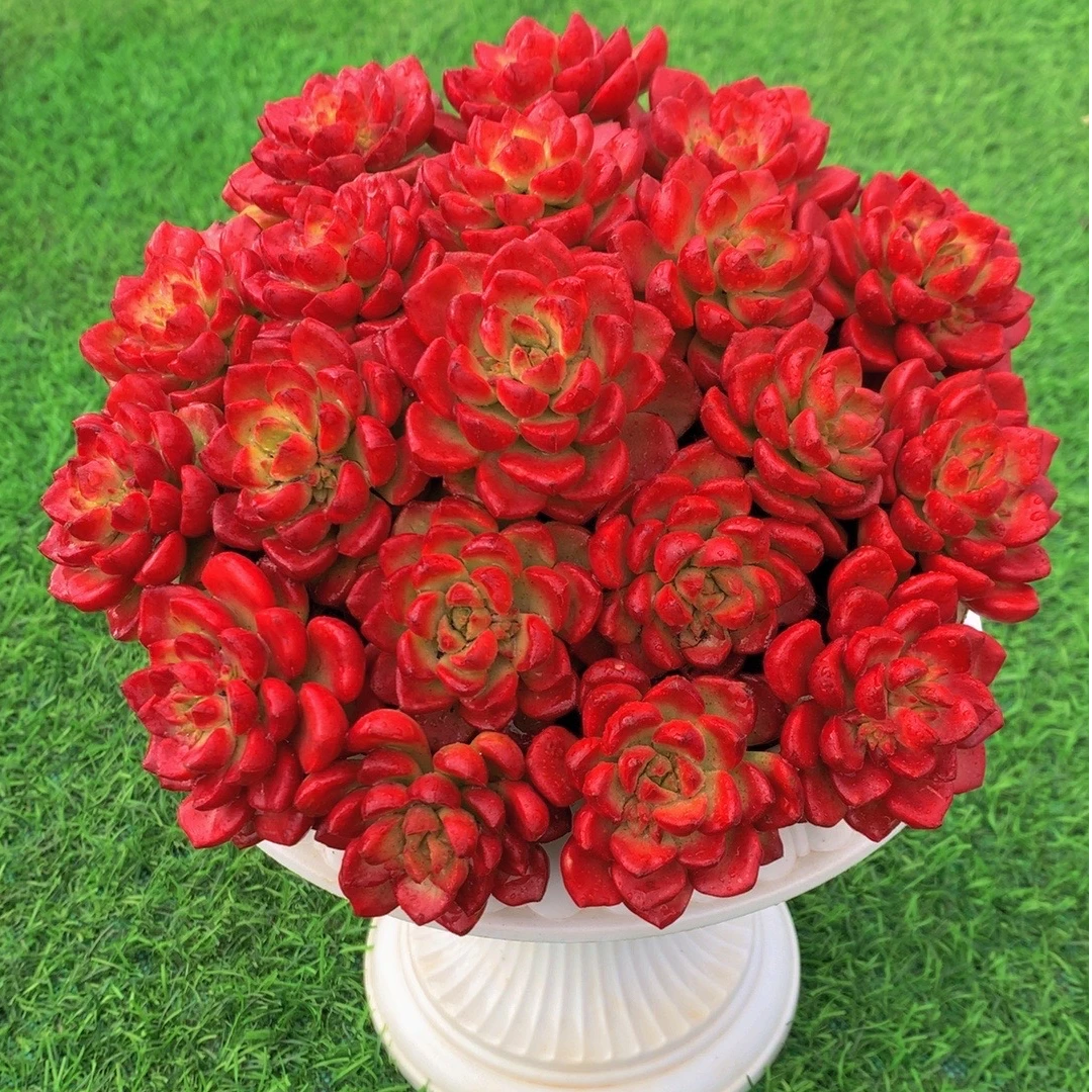 Z爱马仕玫瑰+罗马盆 喜阳耐旱阳台院子新手好养 美观多肉植物