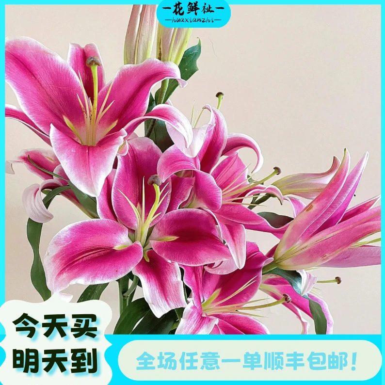 花鲜祉【帕拉佐香水百合5枝】全场任意一单顺丰包邮次日达