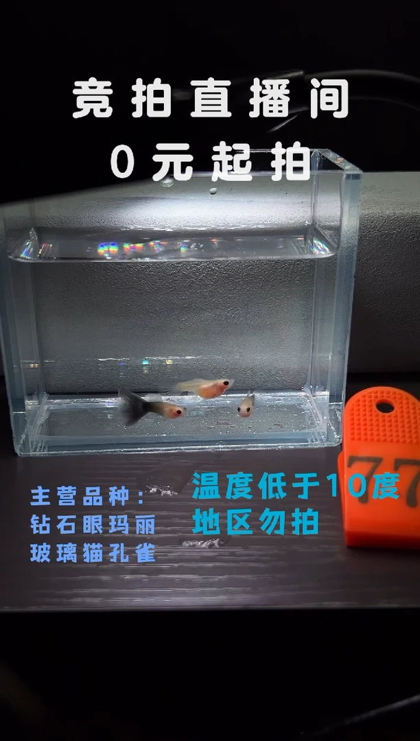 孔雀鱼超透玻璃猫三只编号77