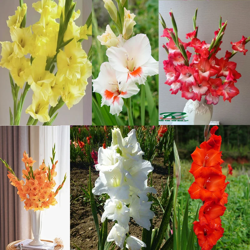 18一斤二代球-唐菖蒲剑种球-不售后室外庭院地栽多年生球根花卉