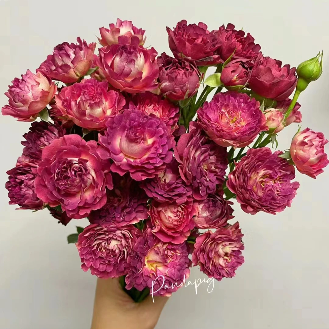 鲜花【红茶海葵】稀有多头玫瑰 玖枝花 云南基地直发鲜切花儿