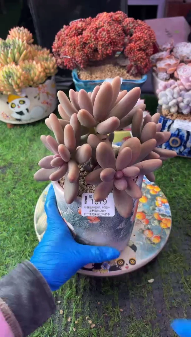 昆明印象多肉1679