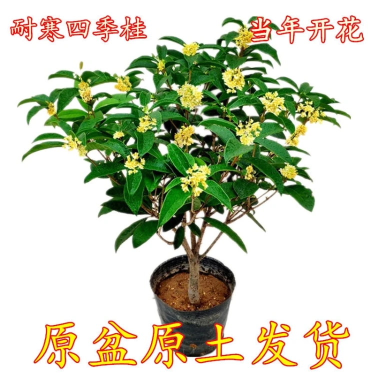 精选四年四季桂花树苗常绿植物盆栽庭院花卉客厅客厅绿植大盆栽