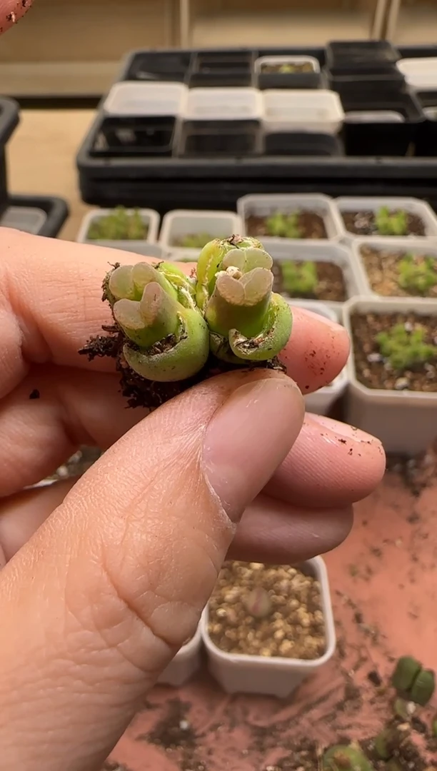 【闪购商品】13-285···SB805