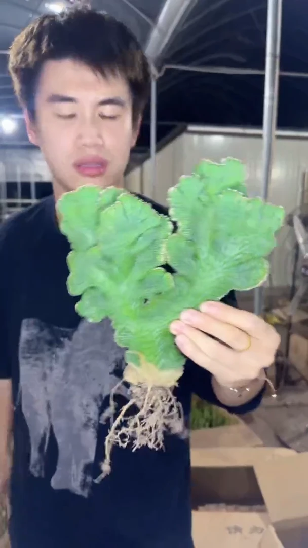 大号 五指山【带根】