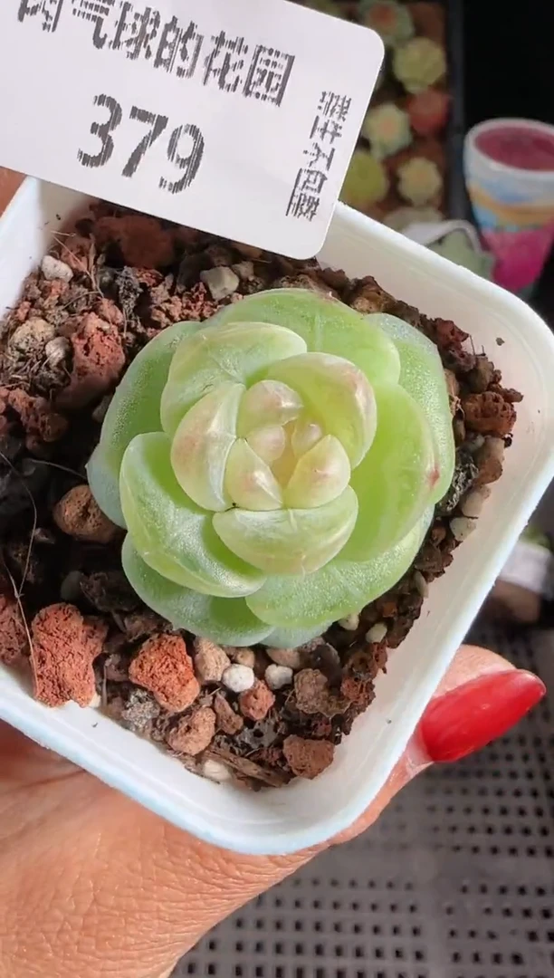 1118-379星月群生不包整