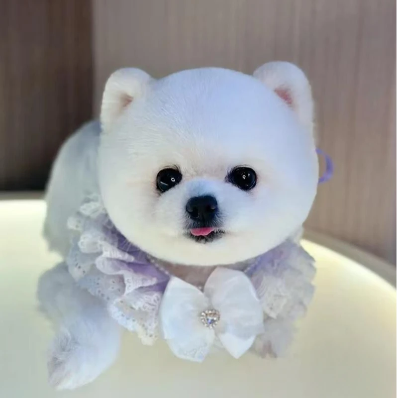 【乐宠精品博美茶杯犬】狗狗活体