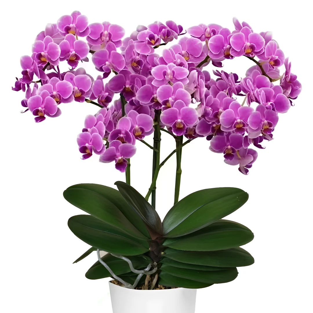 【宠粉】稀少品种3花剑起开花机器【七里香】高颜值 蝴蝶兰高货欧品