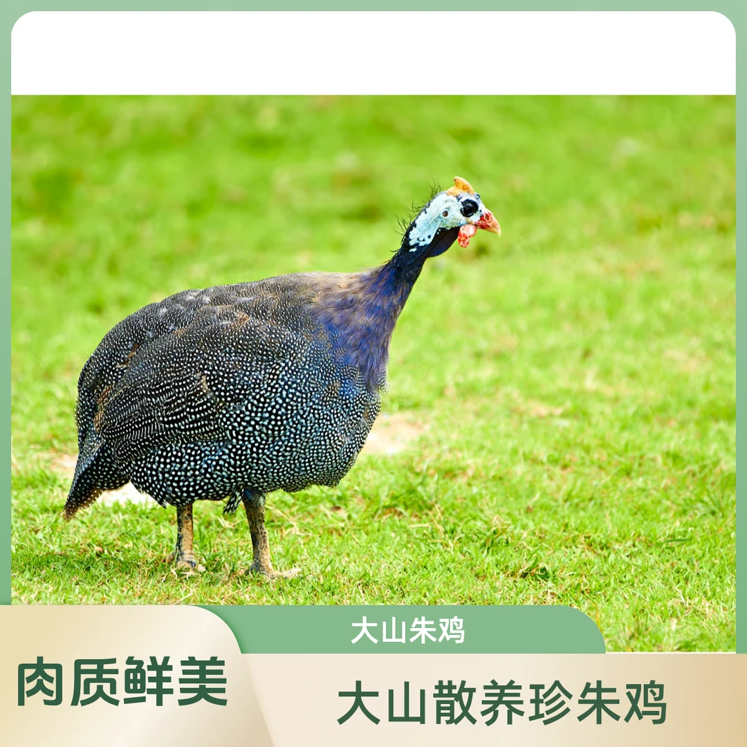 大山散养珍朱鸡礼盒装2.8斤左右一只