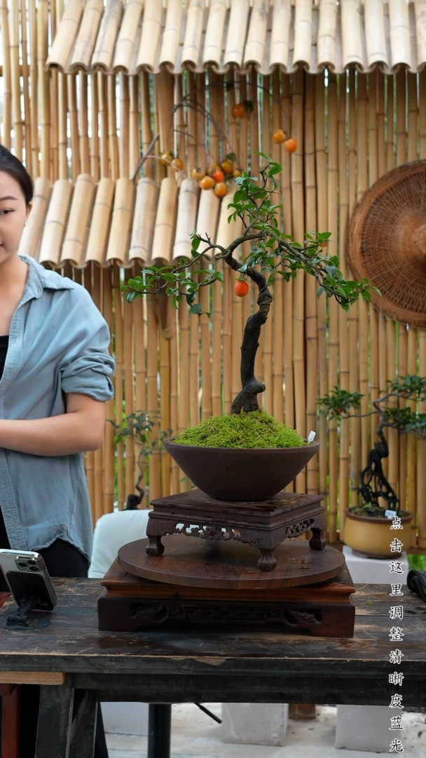 无花朵金弹子老桩盆景