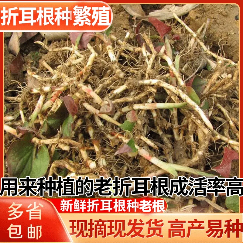 当季新品折耳根老品种贵州农家新鲜折耳根现挖现发脆嫩新根鱼腥草