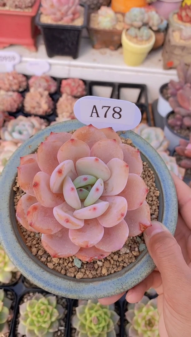 【闪购商品】A78-二代奶茶脱土发