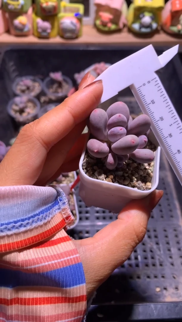 韩国彩虹奶酪多肉