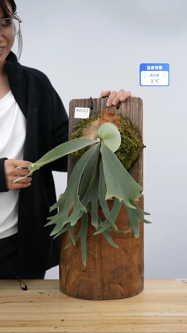 无花朵A632黄月交AR