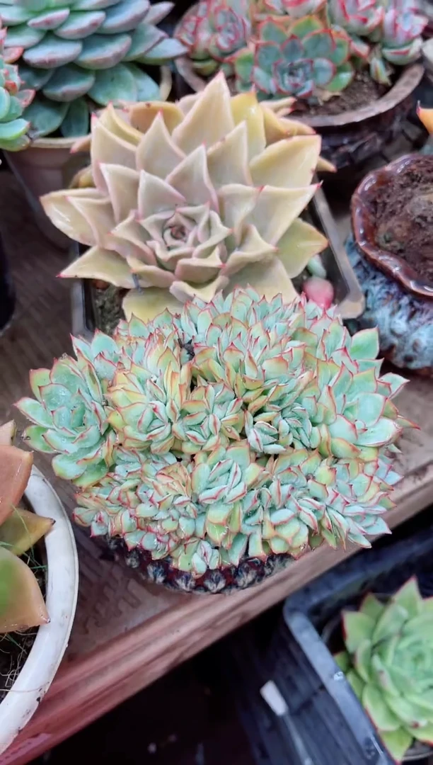 ^****^16048多肉植物一物一拍