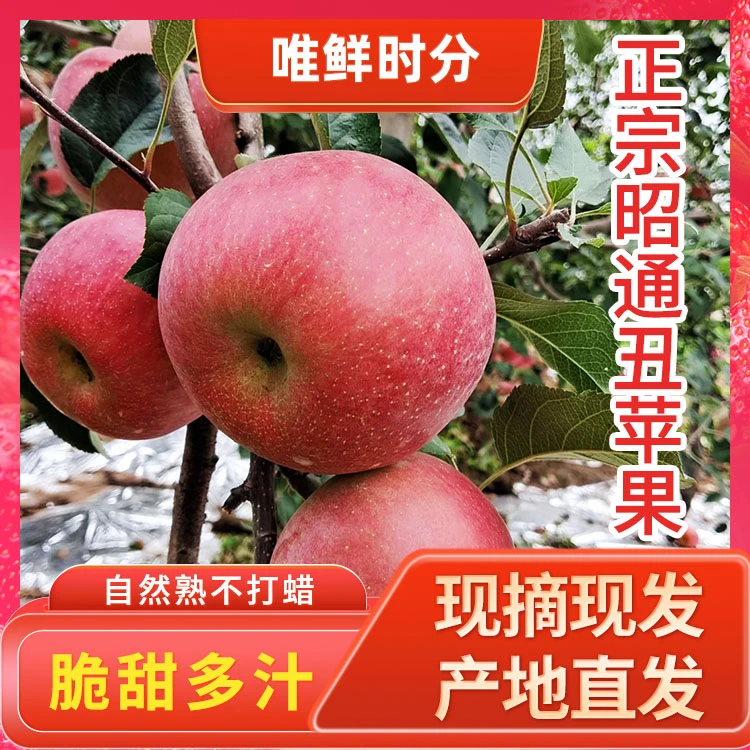 唯鲜时分云南昭通高原丑苹果【双12】新鲜现摘脆甜多汁冰糖心水果