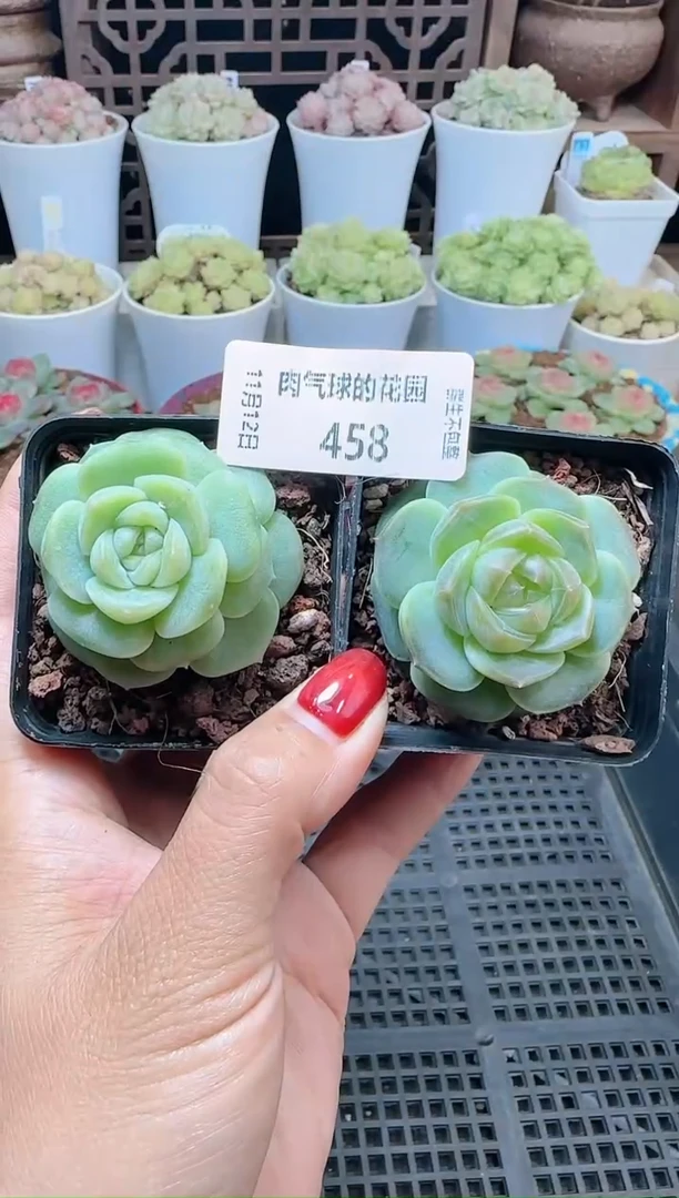 1112-458组合（群生不包整）