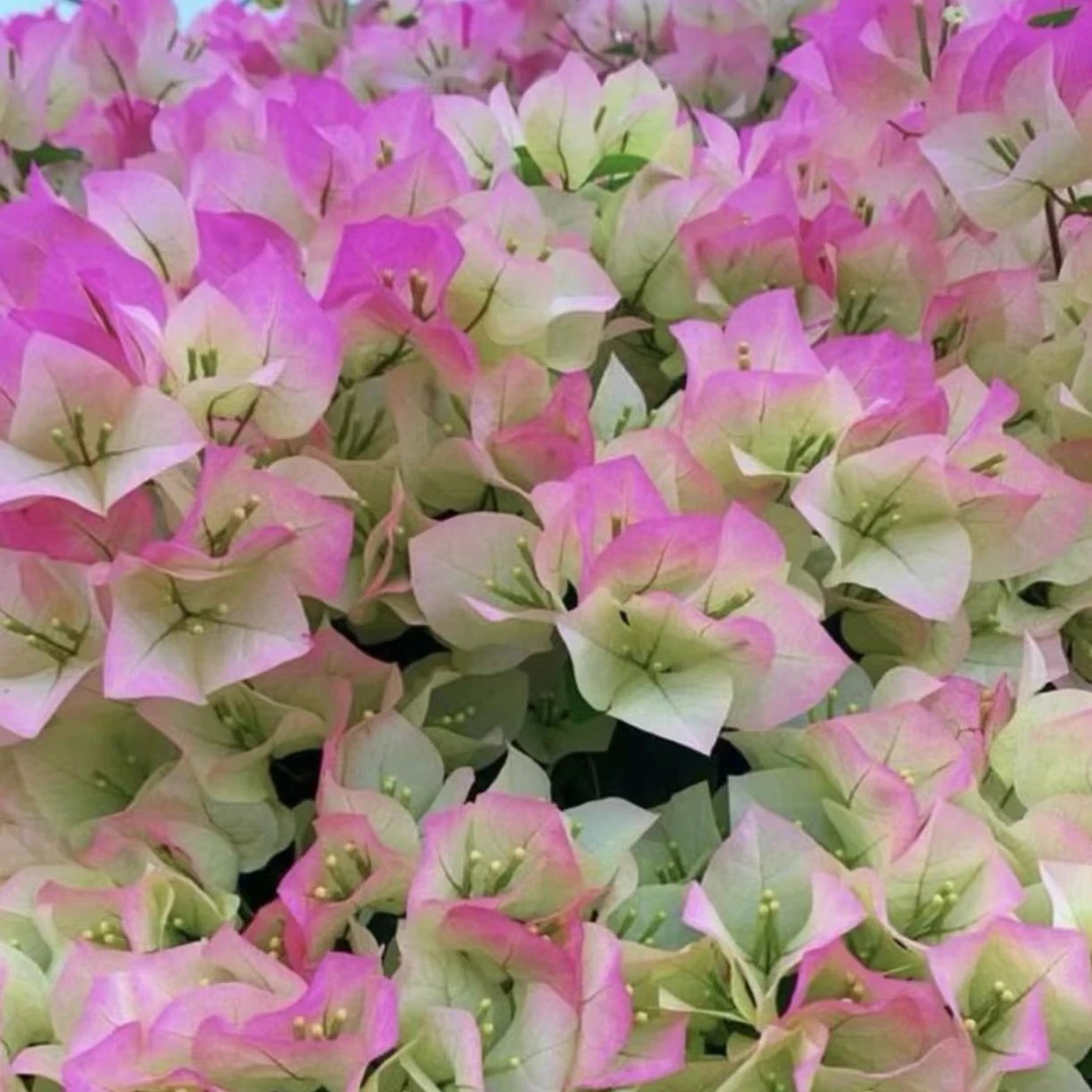 【绿樱】三角梅渐变色 原盆原土  掉花叶甚至光杆介意慎拍