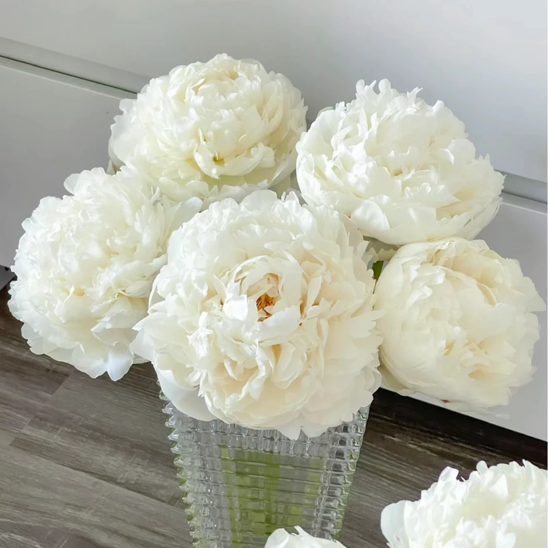 顺丰速运【杨妃出浴】花农助力鲜切现发鲜切花束芍药