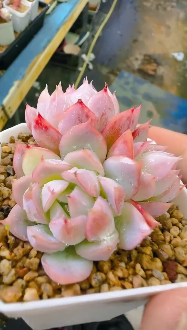 【闪购商品】凭—748—仙农（独角兽）