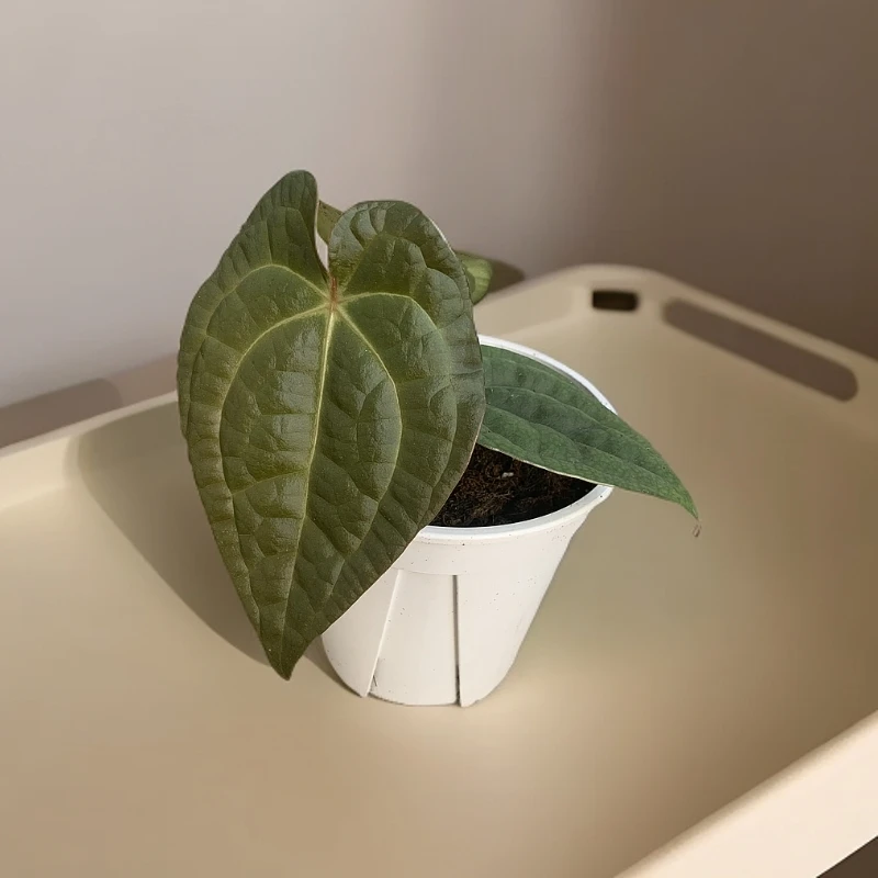 【热植馆】奢华花烛热带绿植耐阴客厅玄关摆件颜值高高端绿植
