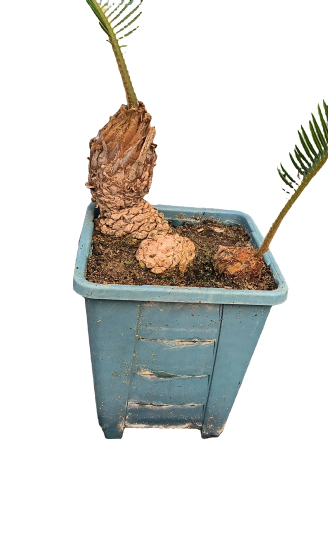 白鳞铁盆景老树批桩货