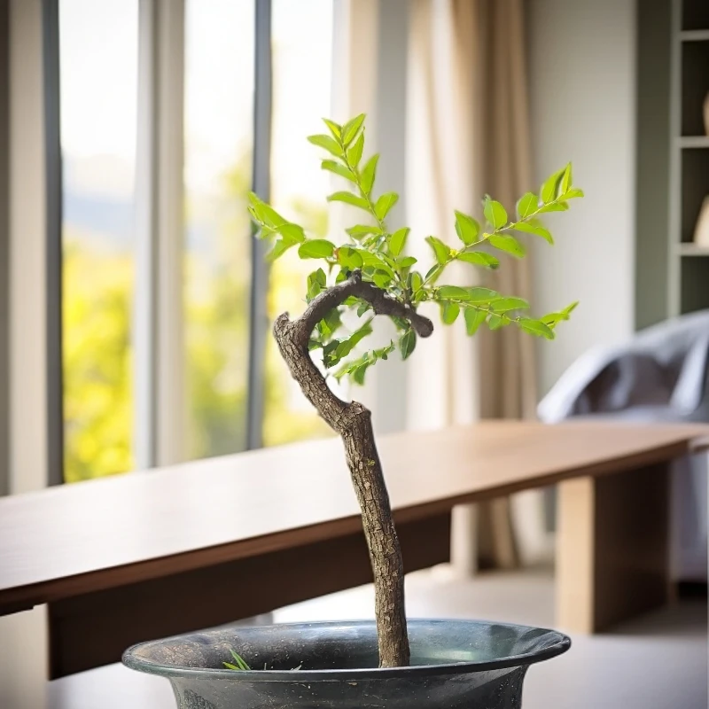 酸枣树盆景素材，矮霸老桩生桩熟桩（直播链接，私拍随机发货）