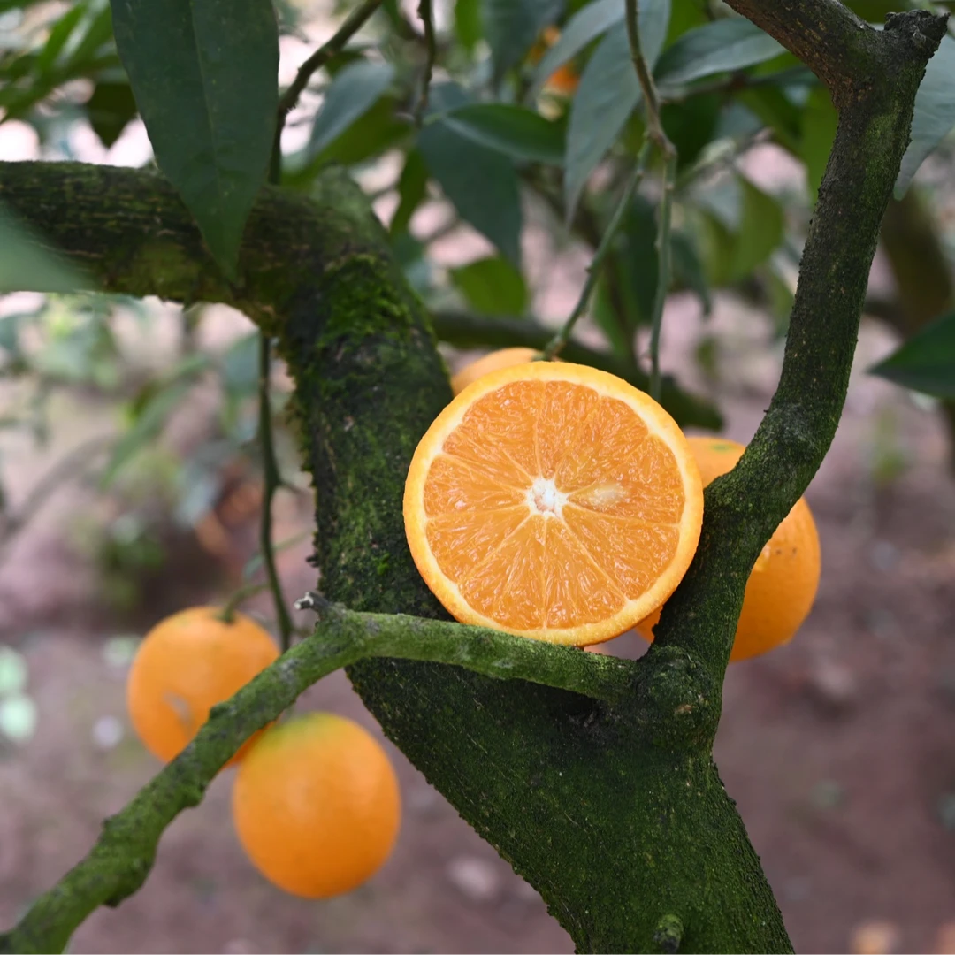 正宗邻水滑滩广柑鲜果孕妇宝宝可食用现摘无科技狠活不打药不打蜡
