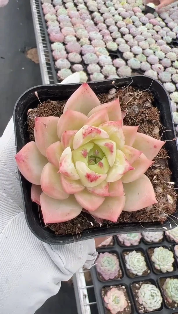 东云多肉园新款-29