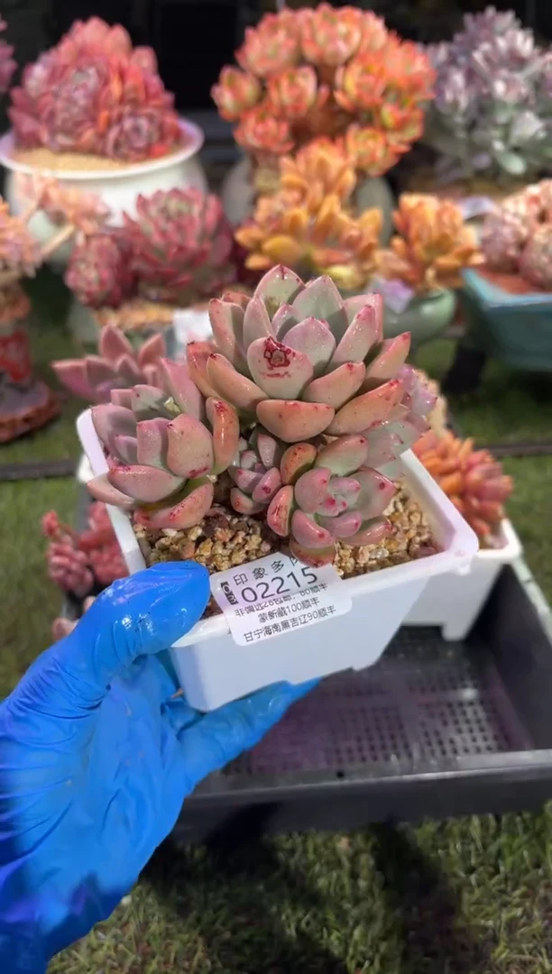 【闪购商品】02215