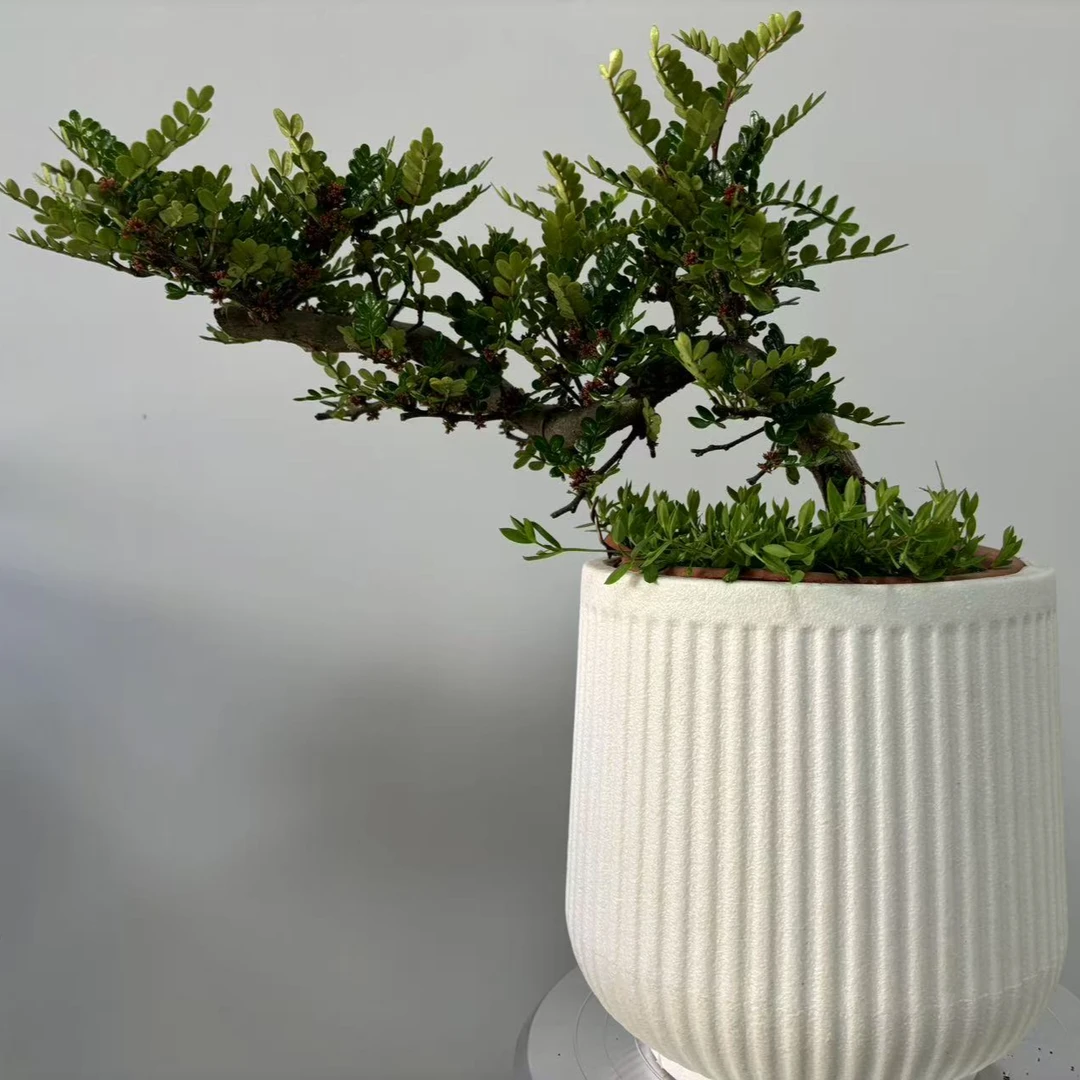 小清香木胡椒木盆栽老桩禅意盆景植物室内客厅四季庭院造景耐阴