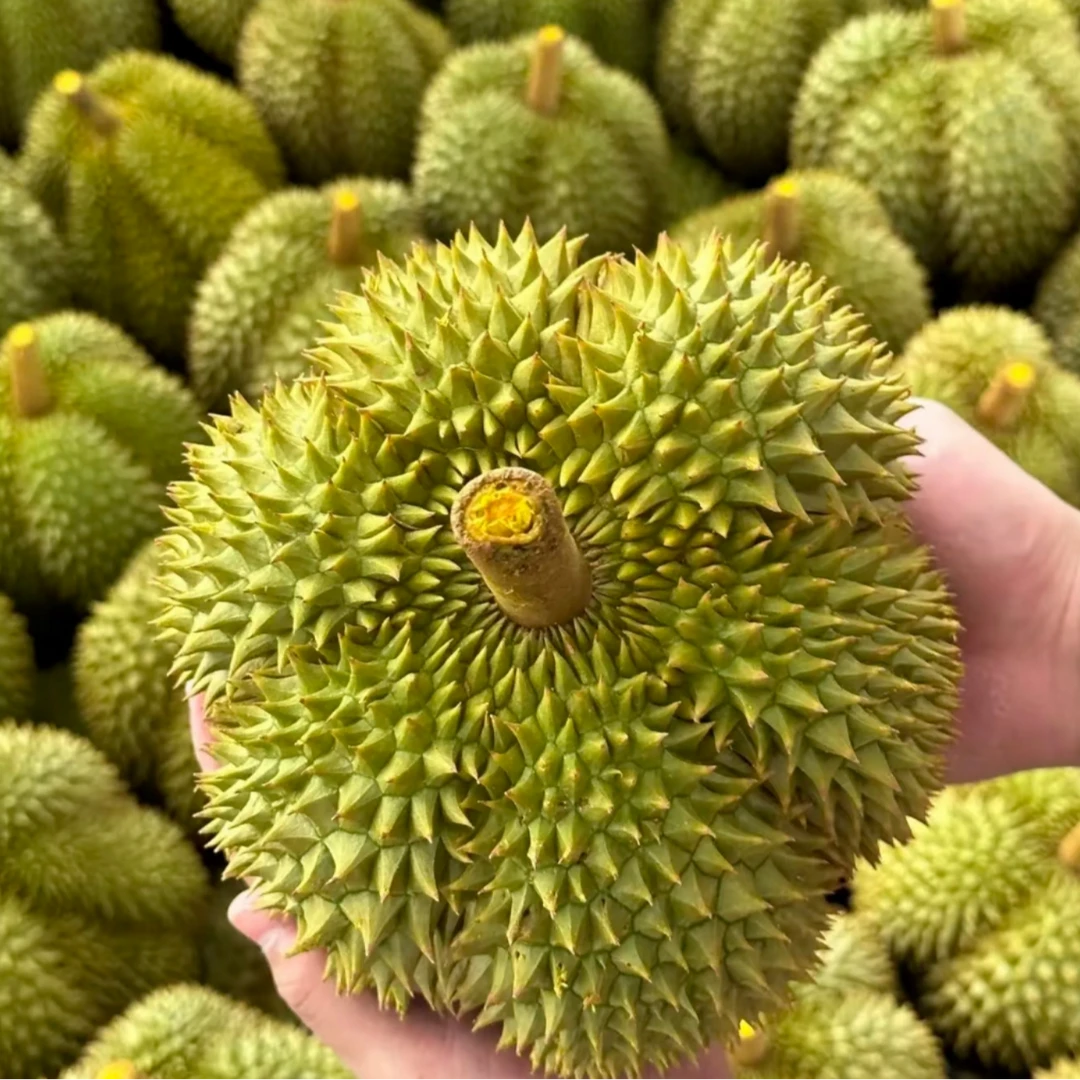 JW【鲜榴莲】泰国树熟A级甲仑榴莲2-5斤(核大建议的慎拍)甲仑泰国实惠水果新鲜泰国榴莲甲仑泰国