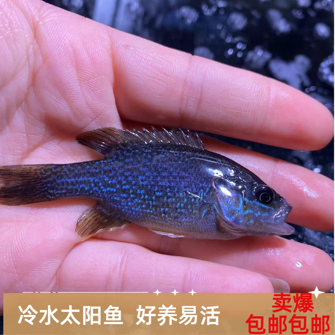 原生冷水鱼蓝腮太阳鱼凶猛肉食性溪流鱼淡水观赏鱼可混养易活