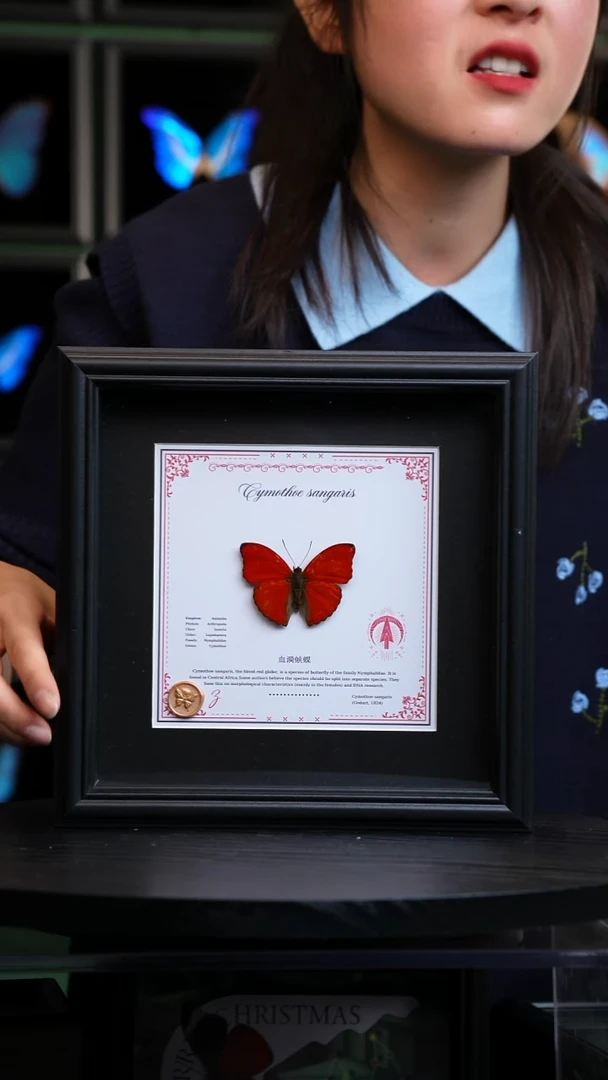 血漪蛱蝶星座款8寸方框