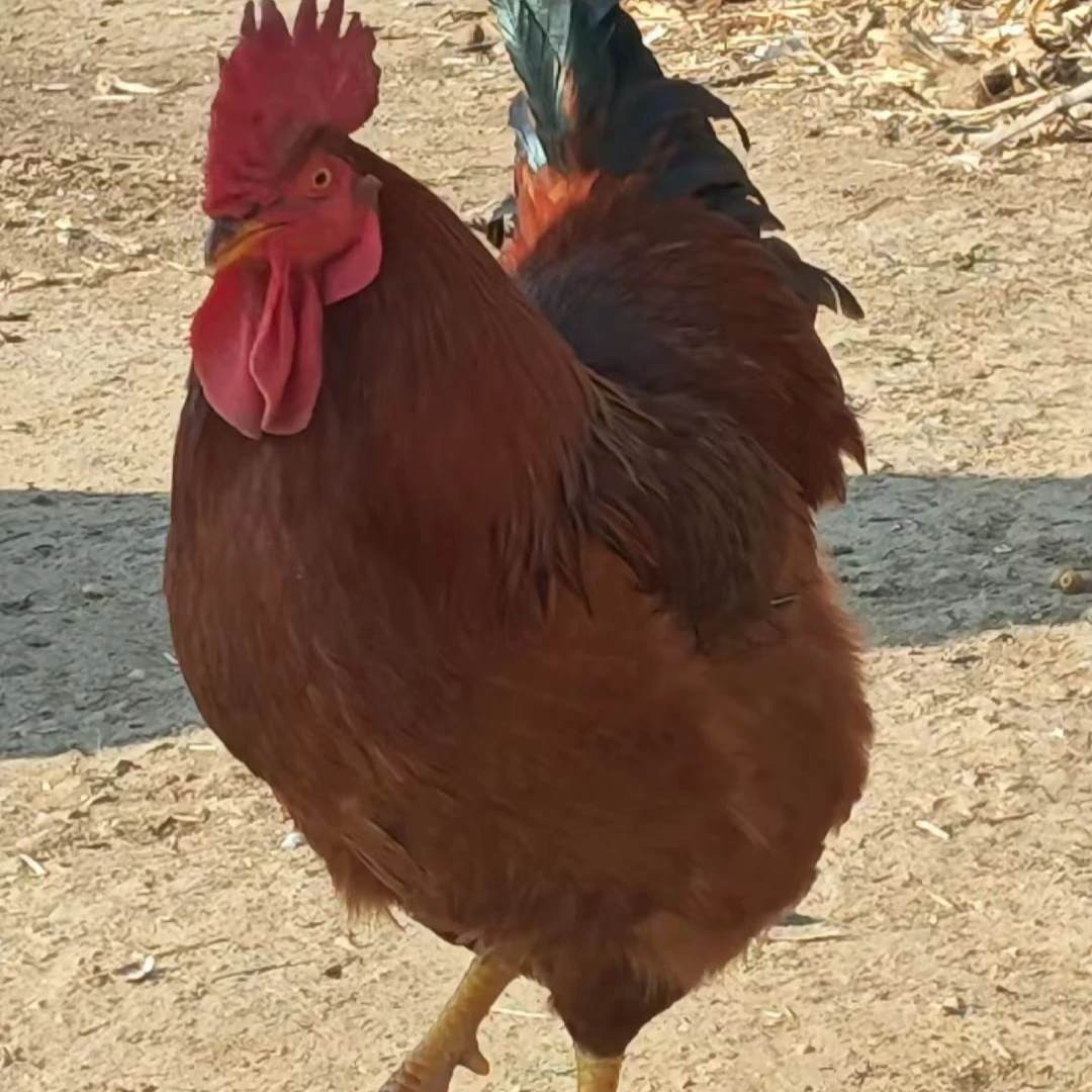 【宠物鸡】九斤红鸡活体发货散养笨鸡土鸡