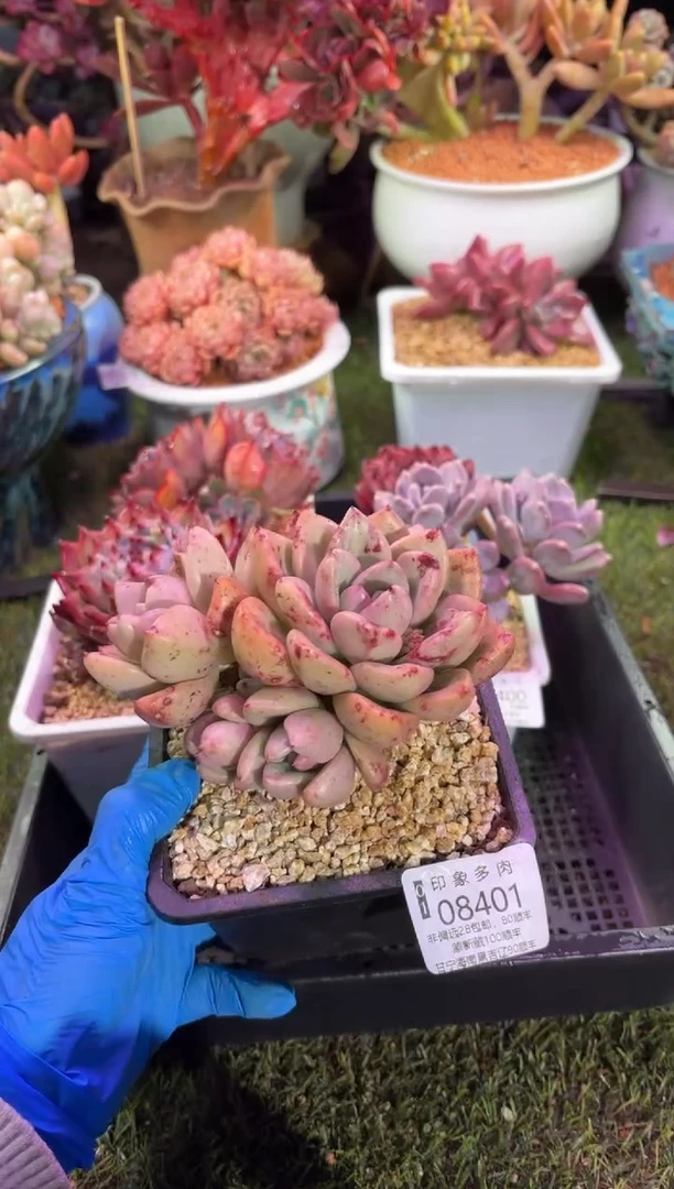 【闪购商品】08401