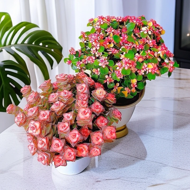 金枝玉叶+彩虹钱多多室内桌面阳台多肉植物新手植易养净化空气