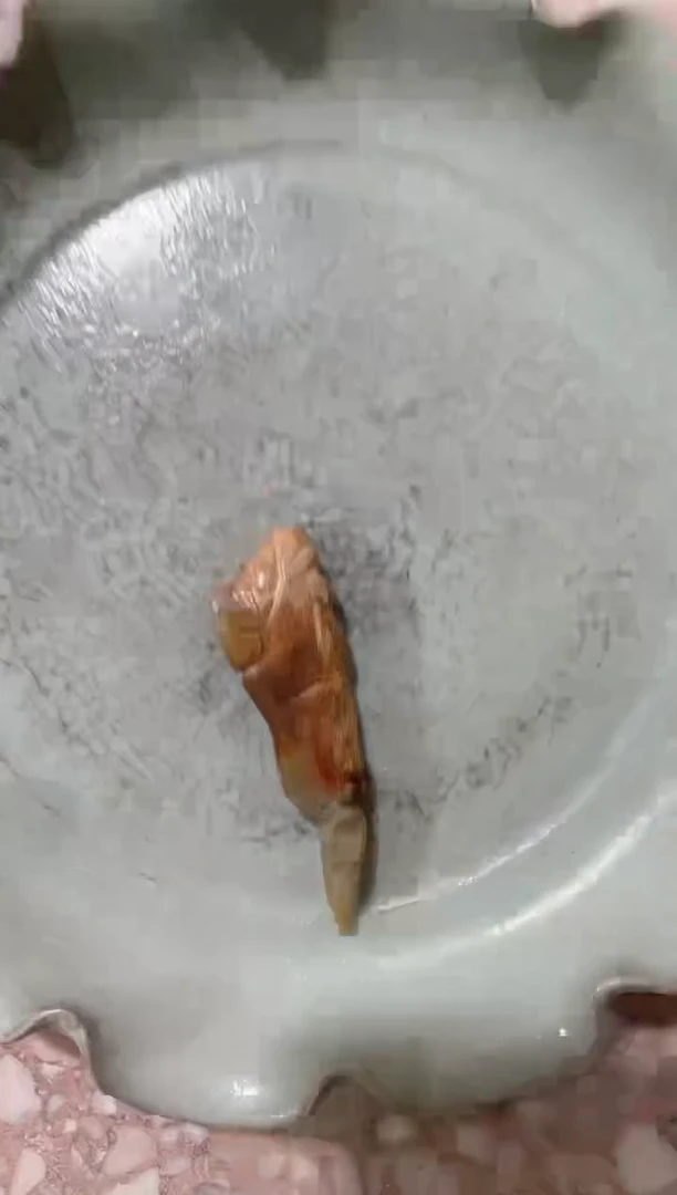 【闪购商品】瓷片虎瓷瓷瓷瓷瓷瓷瓷瓷瓷瓷瓷瓷瓷