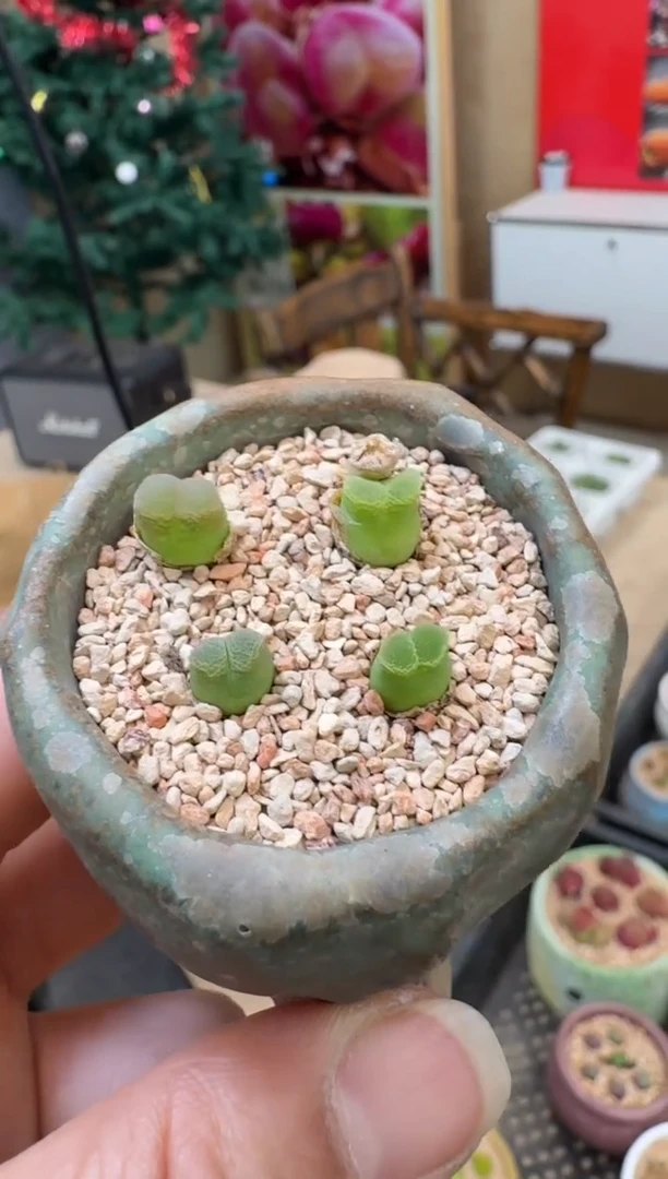 【闪购商品】14-40幻窗麒麟一颗