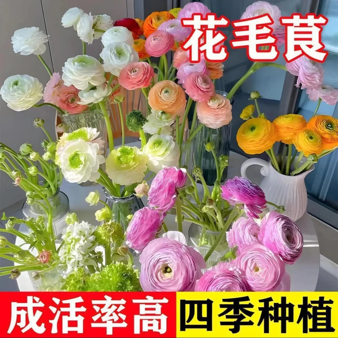 【混色花毛茛种球】家庭阳台小院四季种植盆栽地栽易种易活
