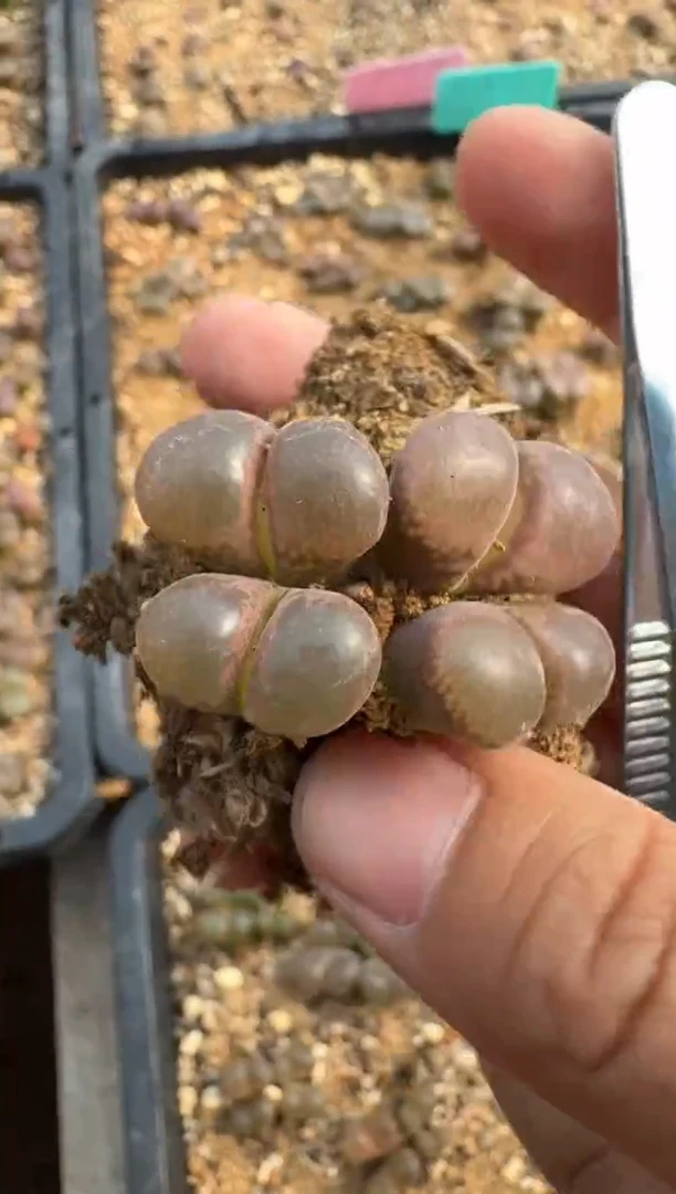 美丽的肉石头889