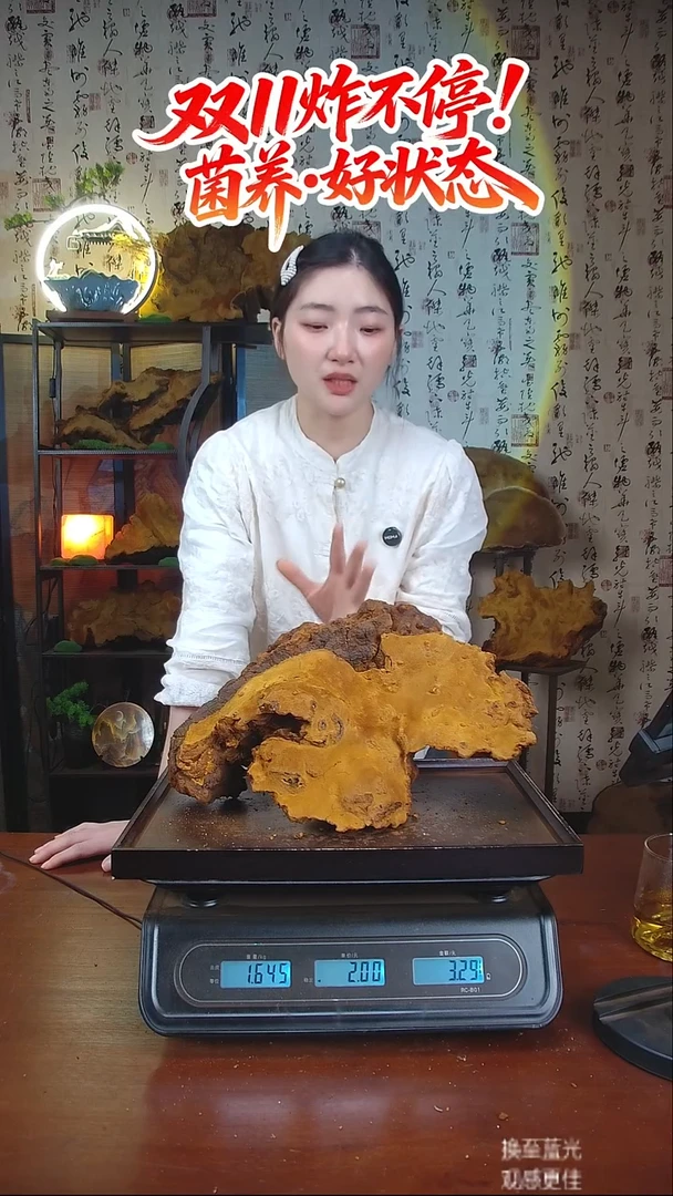 松针层孔菌中国大陆【藏区 野生】松树桑黄（3.29斤）40-50年份